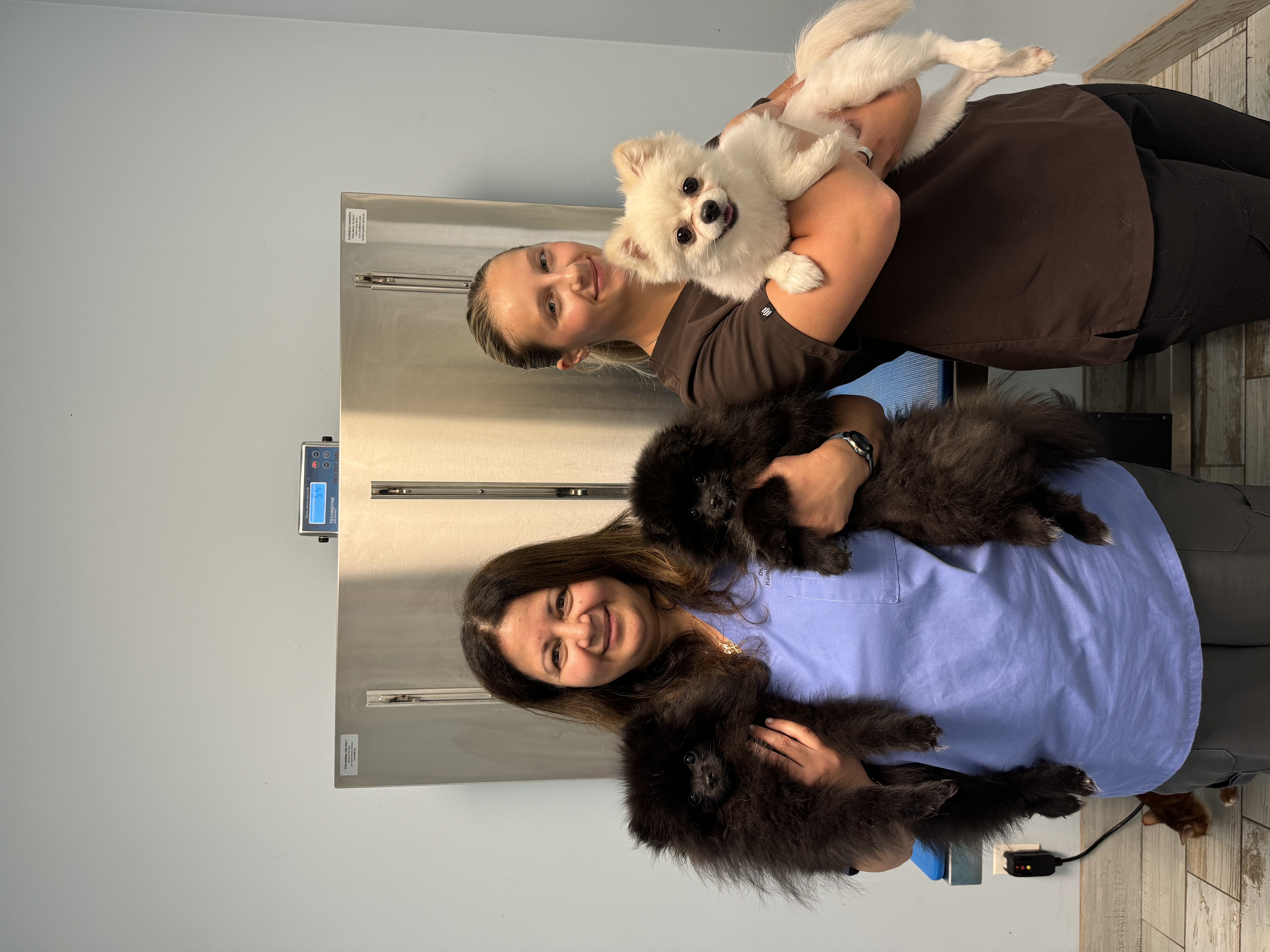 Dr. Demian and veterinary technician holding two Pomeranians during a preventive wellness visit at Ramtown Animal Hospital